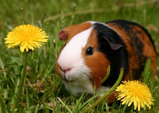 Mascota de la semana: Chanchito de la India | Universal Mascota de la semana: Chanchito de la India | Universal