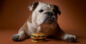 La obesidad en las mascotas