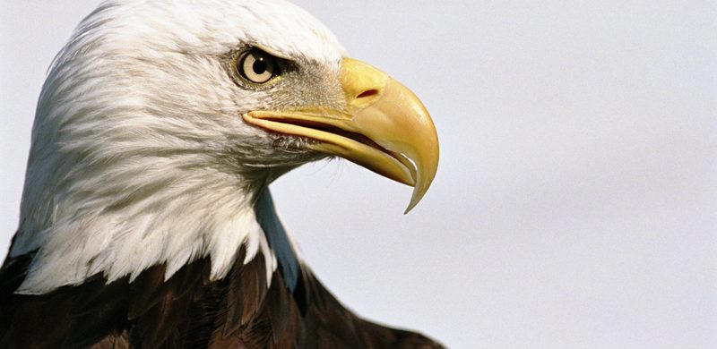 Ciencia en la Biblia – Las aves
