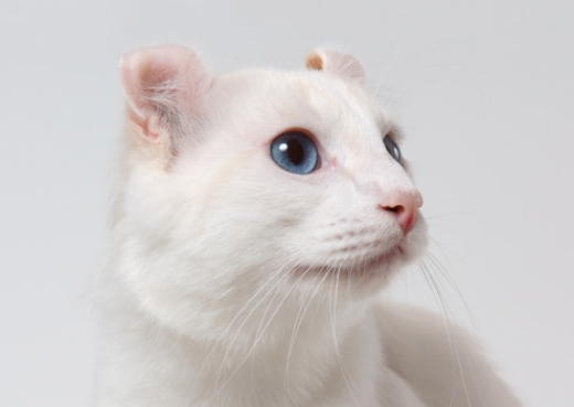 Mascota de la semana – Curl Americano