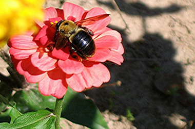 La abeja y los catedráticos