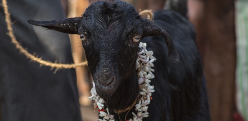 Sacrificio a una diosa pagana moviliza a una multitud en Nepal
