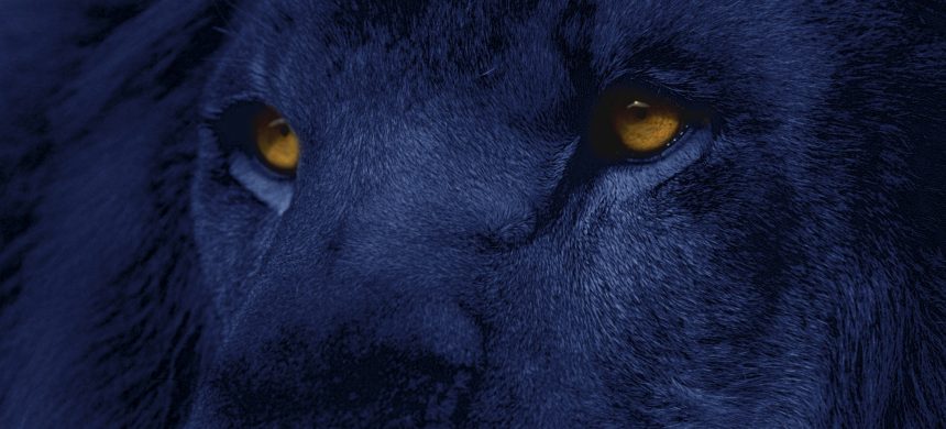 Propósito de Juan 18: El león Se adelanta