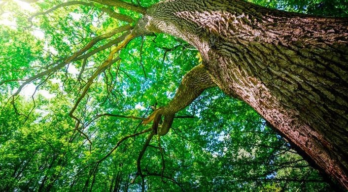 Árbol plantado por el Padre